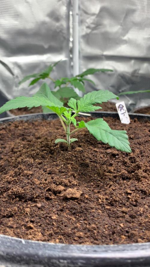 Gorilla crush by joti. Week 2