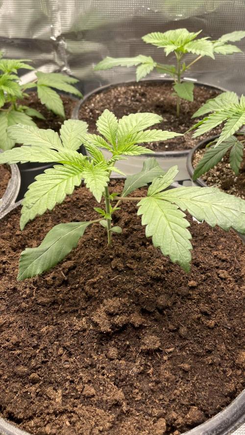 Gorilla crush by joti. Week 3