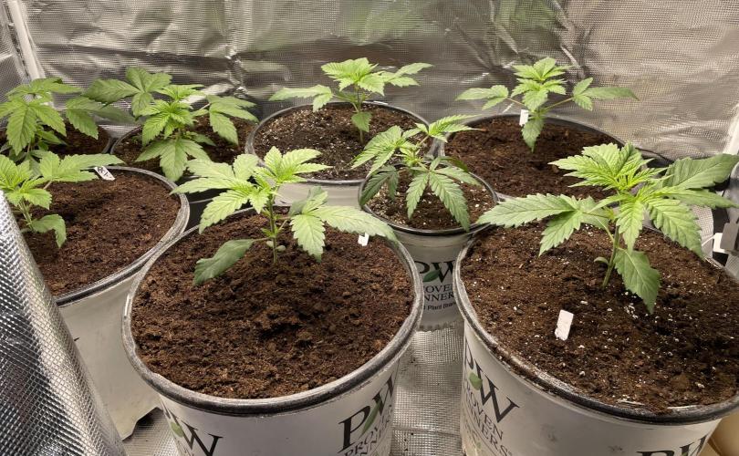 Gorilla crush by joti. Week 3