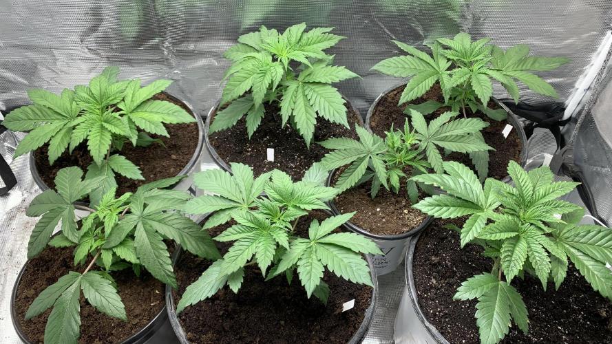 Gorilla crush by joti. Week 3