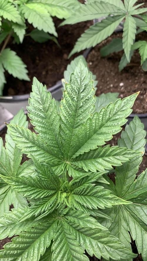 Gorilla crush by joti. Week 3