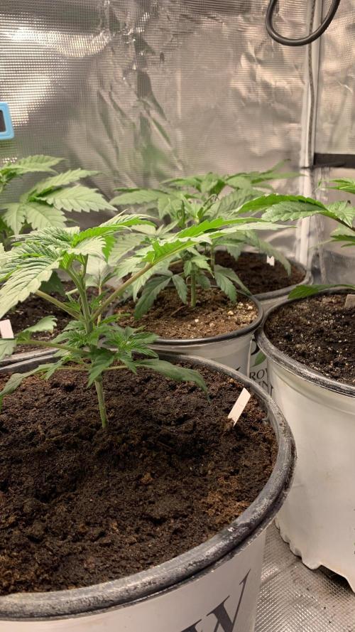 Gorilla crush by joti. Week 3