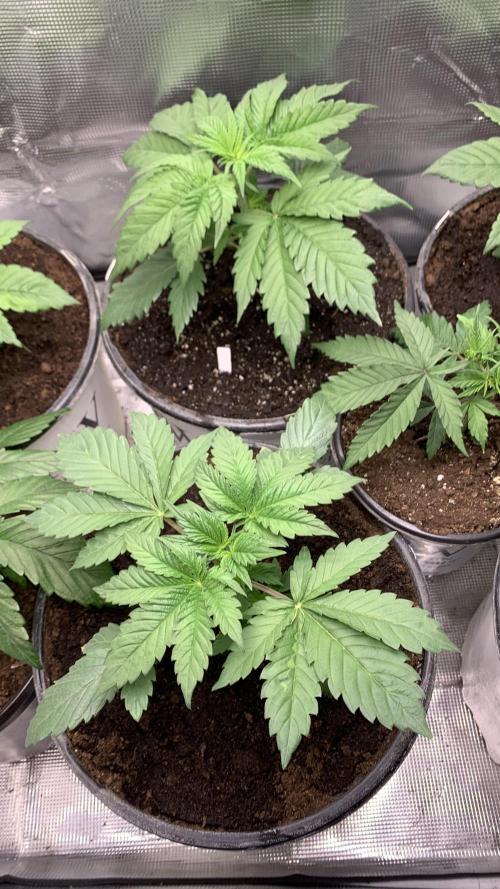 Gorilla crush by joti. Week 3