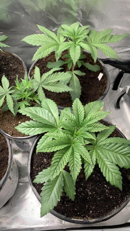 Gorilla crush by joti. Week 3