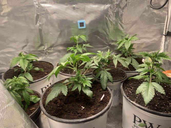 Gorilla crush by joti. Week 4