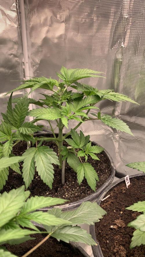 Gorilla crush by joti. Week 4