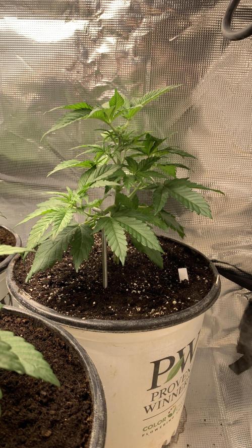 Gorilla crush by joti. Week 4