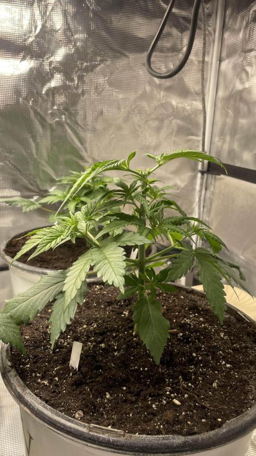 Gorilla crush by joti. Week 5