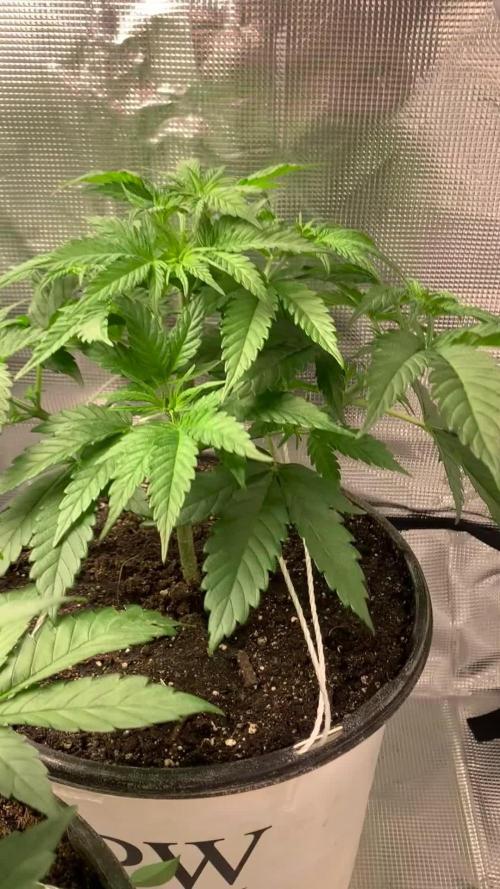 Gorilla crush by joti