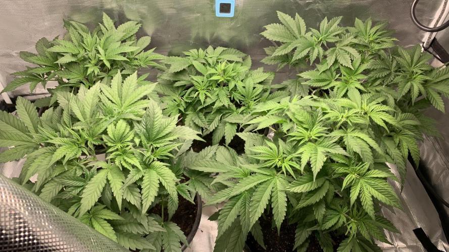 Gorilla crush by joti. Week 6