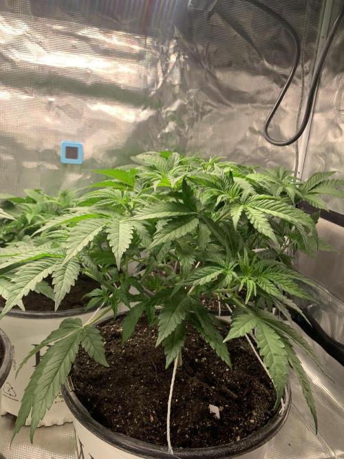 Gorilla crush by joti. Week 6