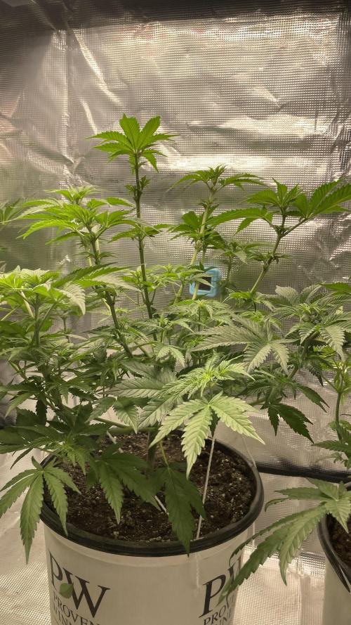 Gorilla crush by joti. Week 7