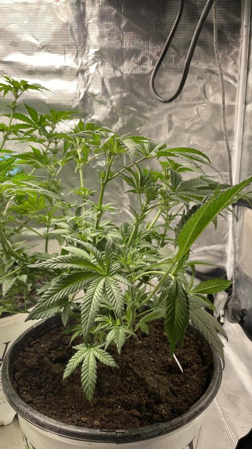 Gorilla crush by joti. Week 7