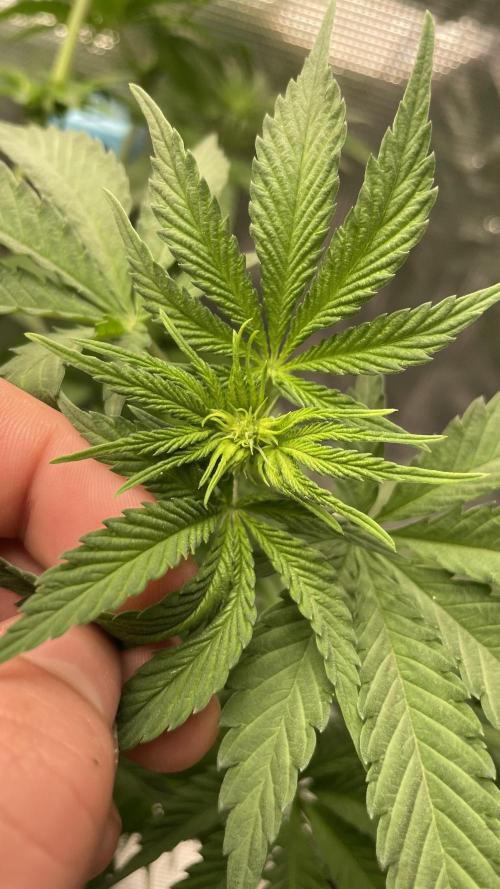 Gorilla crush by joti. Week 7