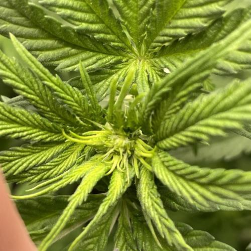 Gorilla crush by joti. Week 7
