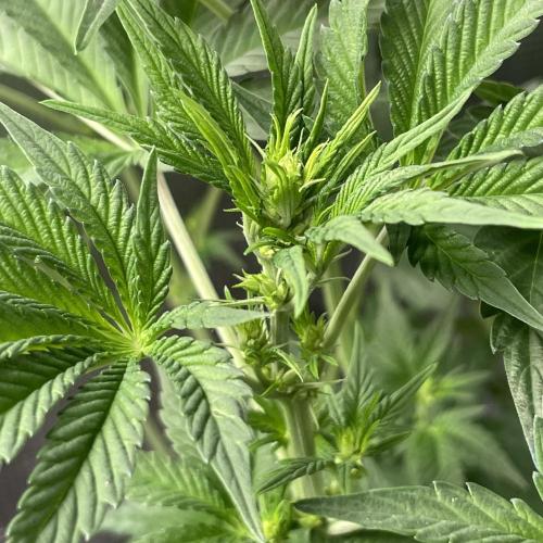 Gorilla crush by joti. Week 7