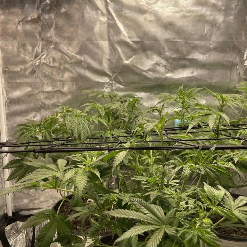 Gorilla crush by joti. Week 7