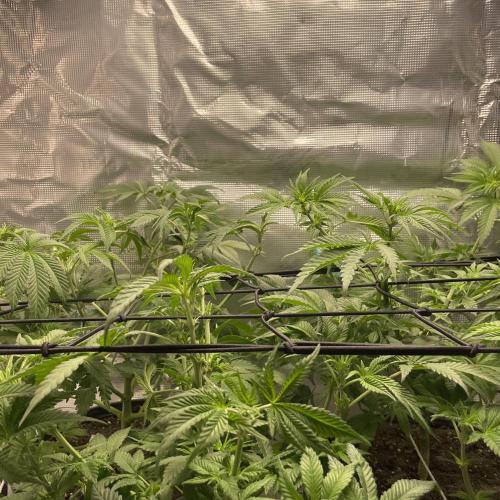 Gorilla crush by joti. Week 7