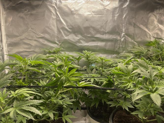 Gorilla crush by joti. Week 8