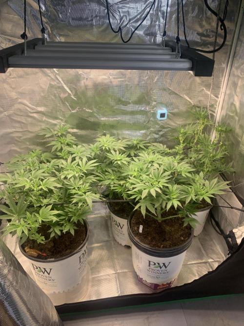 Gorilla crush by joti. Week 8