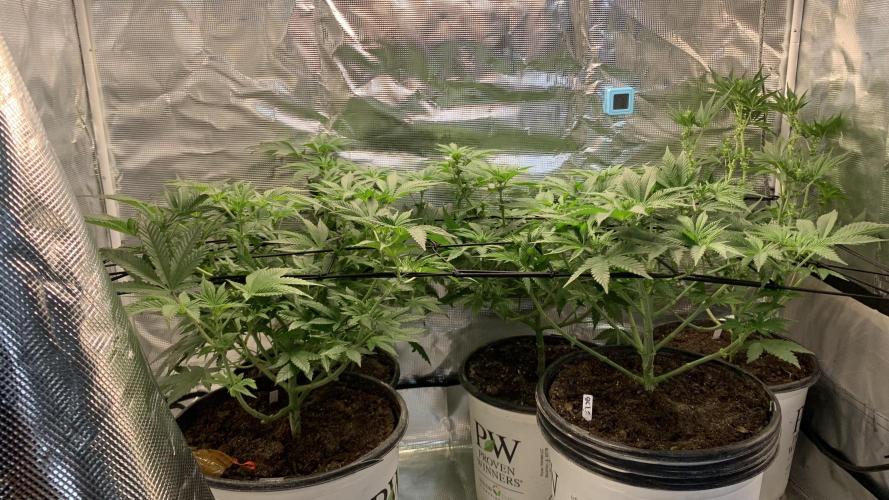 Gorilla crush by joti. Week 8