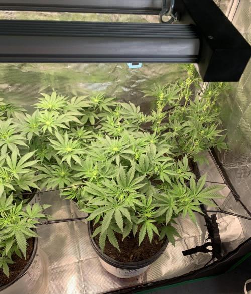 Gorilla crush by joti. Week 9