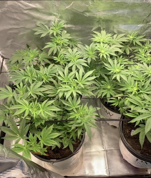 Gorilla crush by joti. Week 9