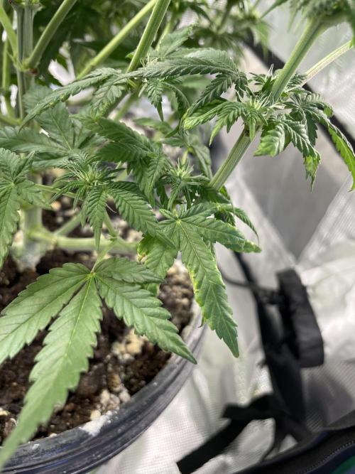 Gorilla crush by joti. Week 10