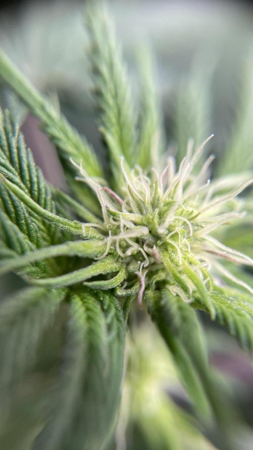 Gorilla crush by joti. Week 10
