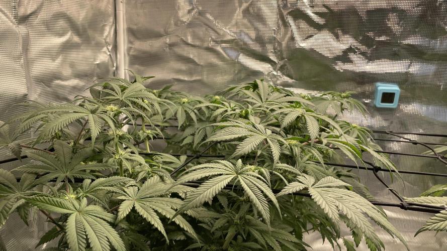 Gorilla crush by joti. Week 10