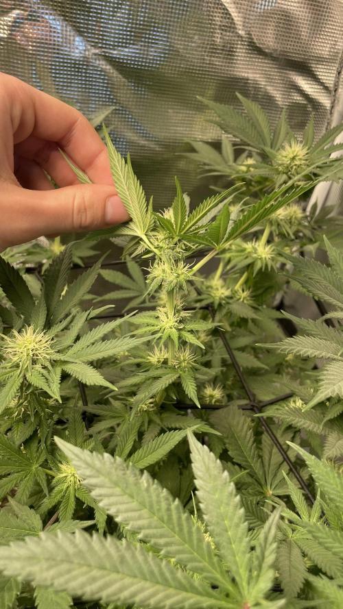 Gorilla crush by joti. Week 10