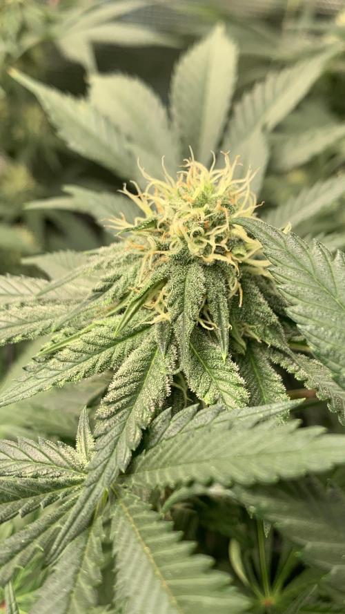 Gorilla crush by joti. Week 11