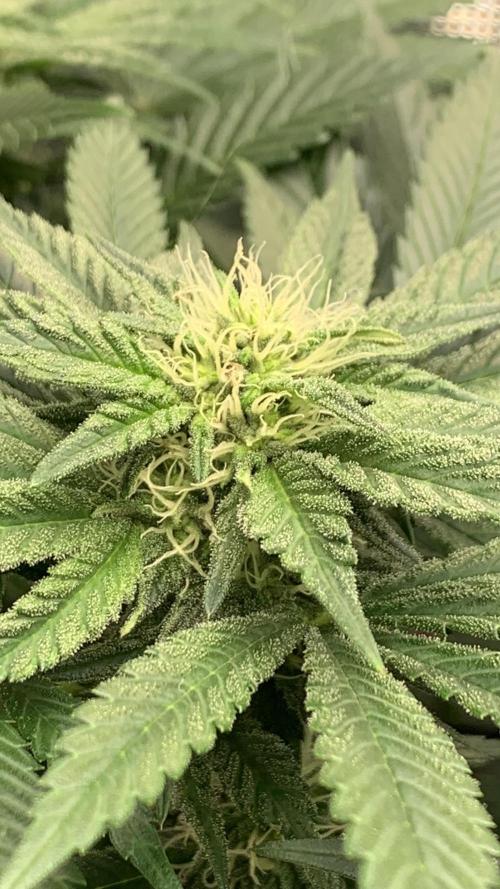 Gorilla crush by joti. Week 11