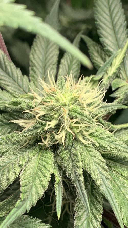 Gorilla crush by joti. Week 11