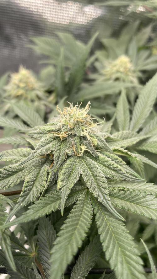 Gorilla crush by joti. Week 12