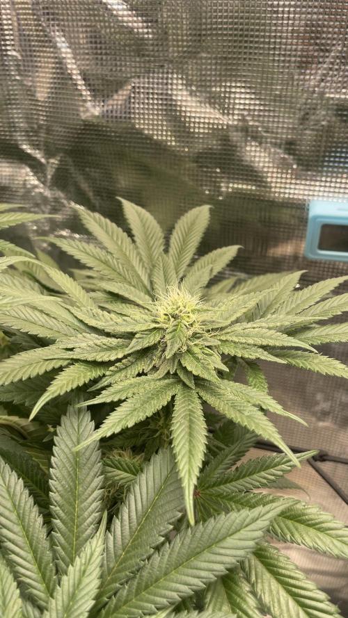 Gorilla crush by joti. Week 12