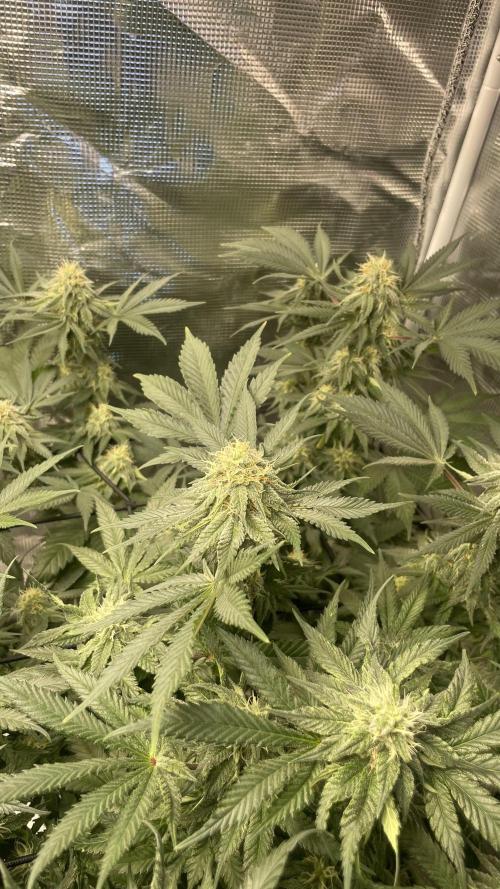 Gorilla crush by joti. Week 12