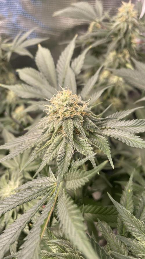 Gorilla crush by joti. Week 12