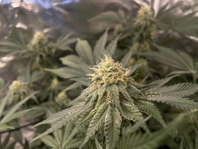 Gorilla crush by joti. Week 12