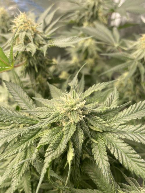 Gorilla crush by joti. Week 12