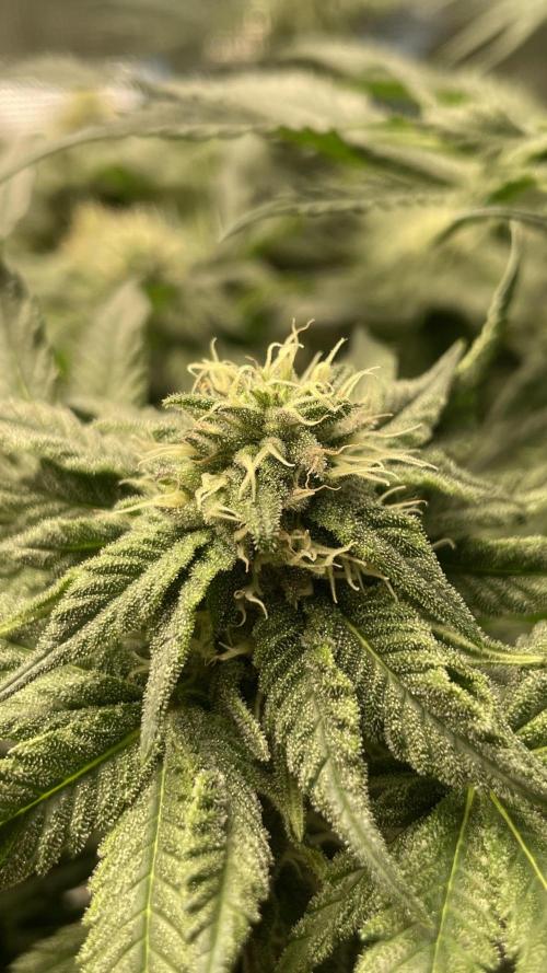 Gorilla crush by joti. Week 12