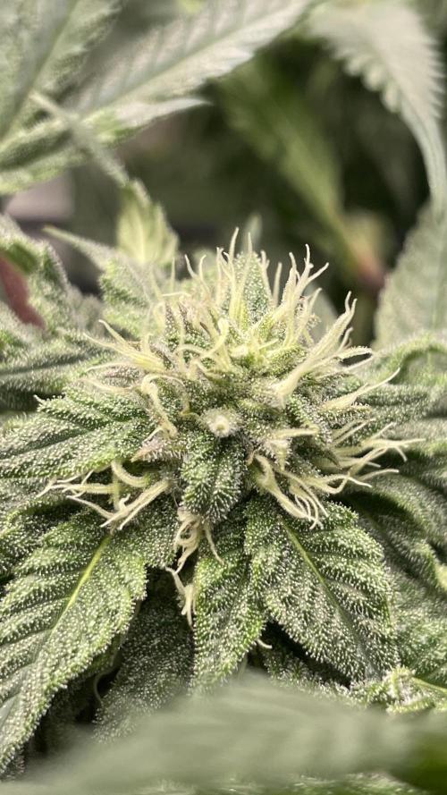 Gorilla crush by joti. Week 12