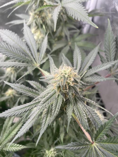 Gorilla crush by joti. Week 12