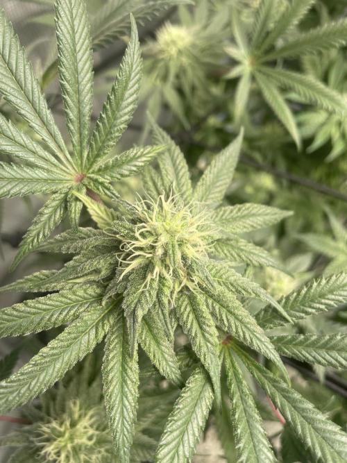Gorilla crush by joti. Week 12