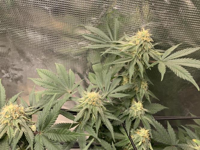 Gorilla crush by joti. Week 12