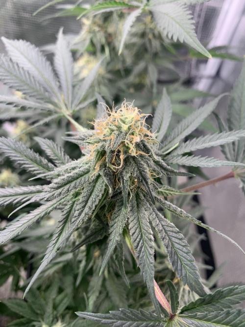 Gorilla crush by joti. Week 12