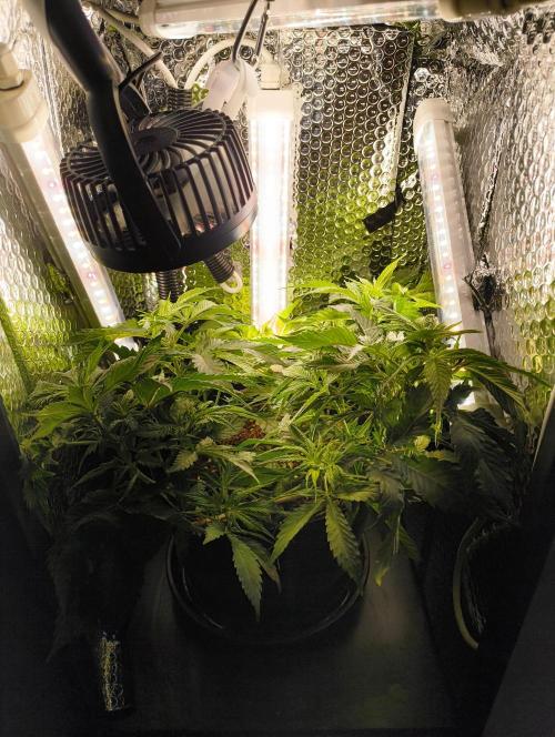 Bag seed microgrow. Week 6 - A little snug