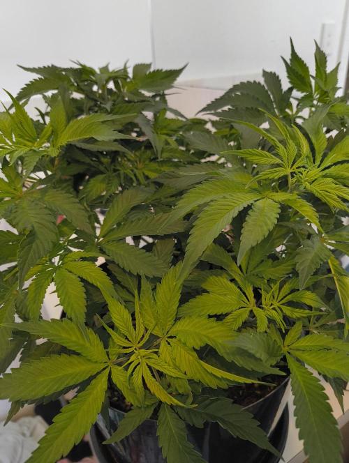 Bag seed microgrow. Week 6 - Might need to defoliate again