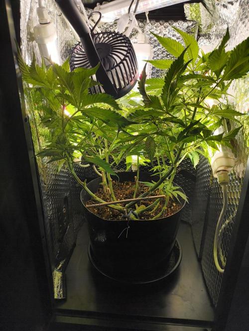 Bag seed microgrow. Week 7