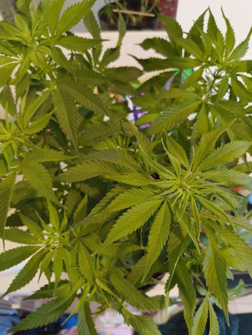 Bag seed microgrow. Week 7